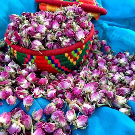 فروش عمده گل محمدی محلات