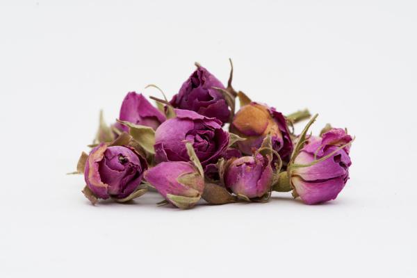 بهترین گل محمدی برای تولید گلاب