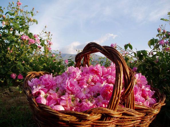 فاکتور های مهم هنگام خرید گل محمدی
