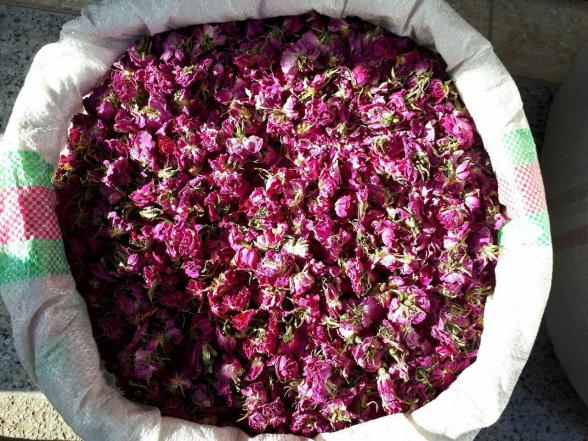 راهنمای صادرات گل محمدی خشک شده