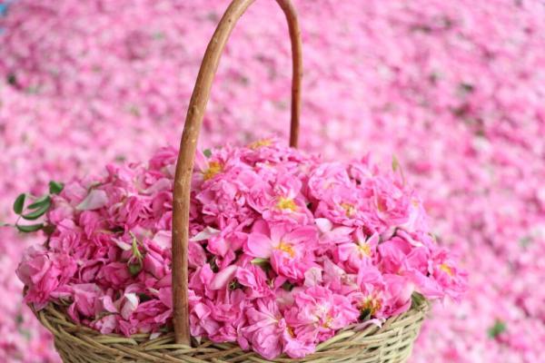 بررسی کیفی انواع گل محمدی